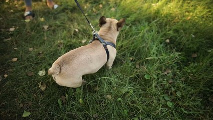 This is the UK’s dog theft hotspot with almost 200 cases reported