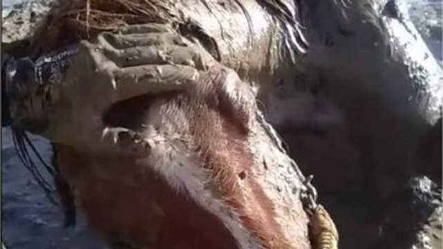This Exhausted Horse Got Stuck In The Mud... What Happened Next Was Amazing