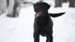 This Adorable Lab Discovers The Pleasures Of Snow
