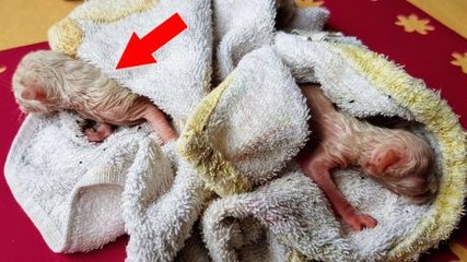 After Finding These Abandoned Kittens On His Roof, He Got The Surprise Of His Life A Few Weeks Later