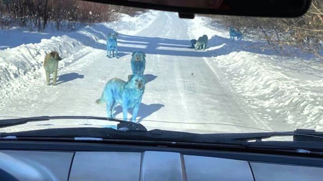 Italy: Young woman devoured by pack of 15 dogs in Satriano