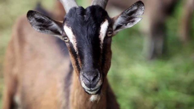 Goat dies after 60-year-old man has sex with it