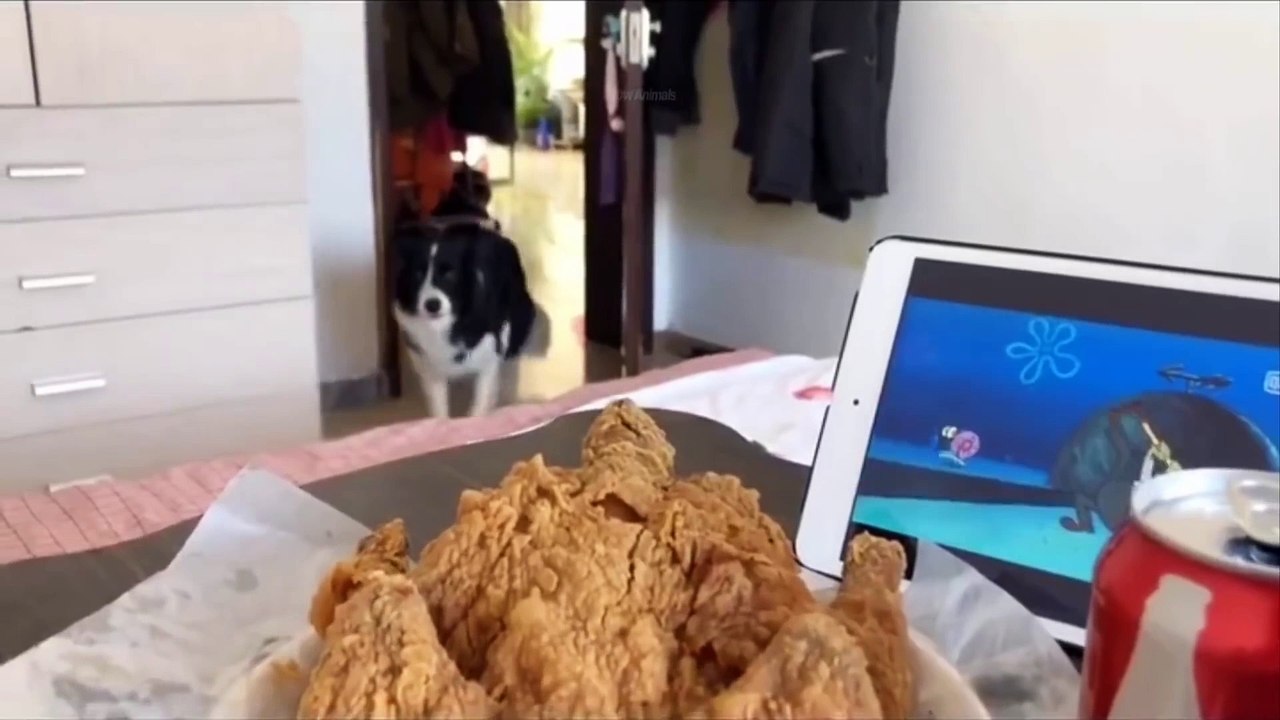 Funniest Animals - Best Of The 2021 Funny Animal Videos