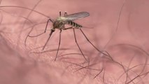 Mosquito bite: Here’s how the insects choose their prey