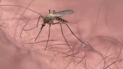 Mosquito bite: Here’s how the insects choose their prey