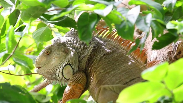 Watch: Iguana viciously attacks woman doing yoga on the beach