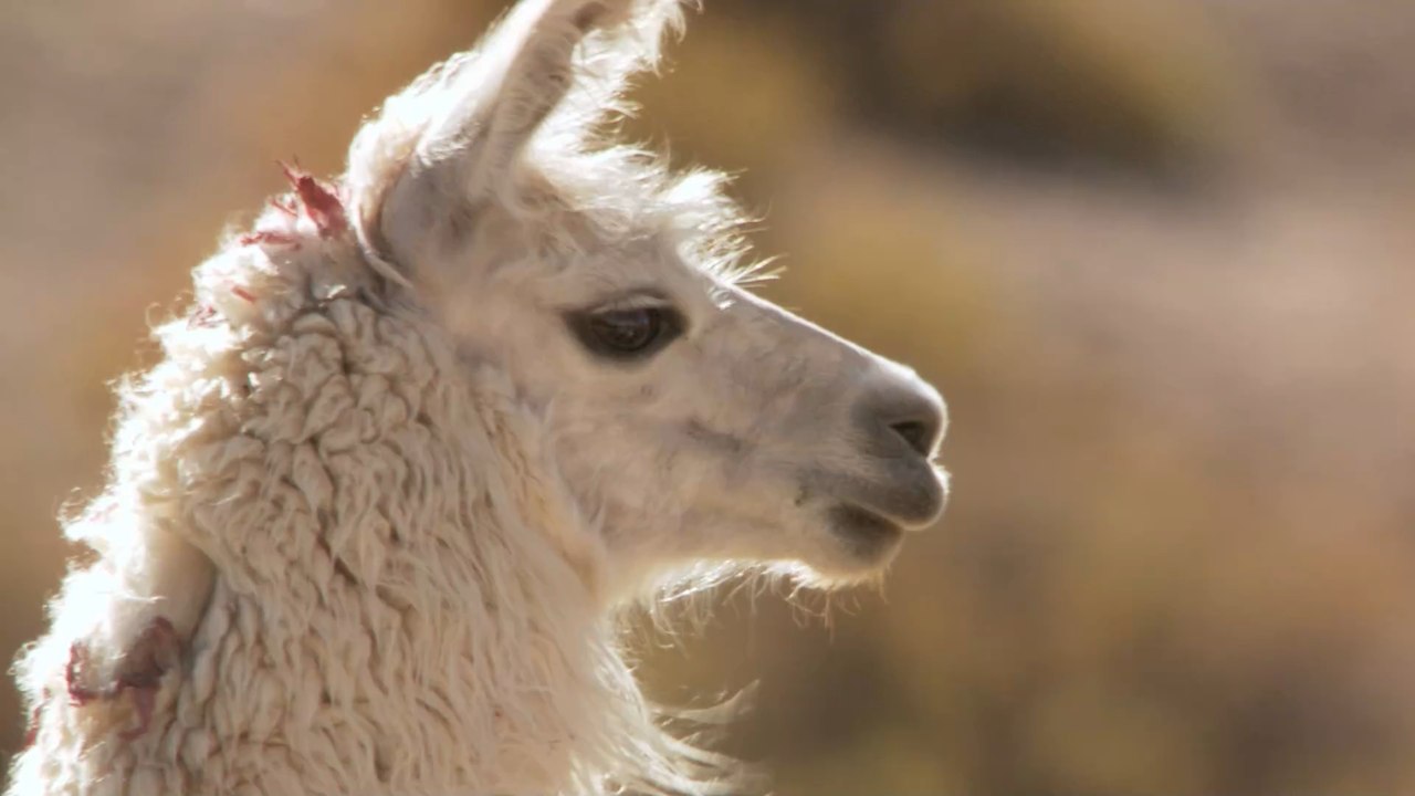 Llama based COVID immune therapy proves promising in early trials