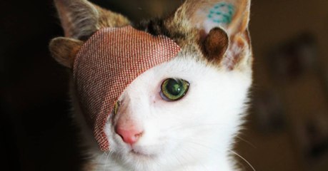 They Call Him Frankenkitten - But This Little Cat Is Just Adorable