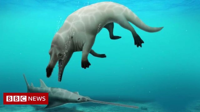 Pictured: A four legged whale has been found in Egypt