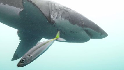 Gigantic fish makes a meal out of a shark off the coast of Florida
