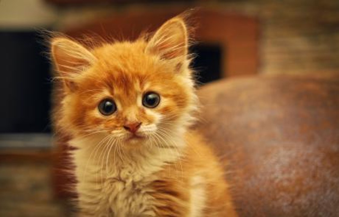 10 Useful Tips On How To Welcome A New Kitten I...
