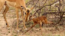 This African Gazelle's First Steps Will Melt Your Heart