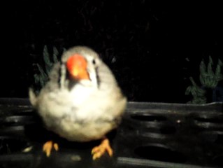 ZEBRA FINCH 102_8090
