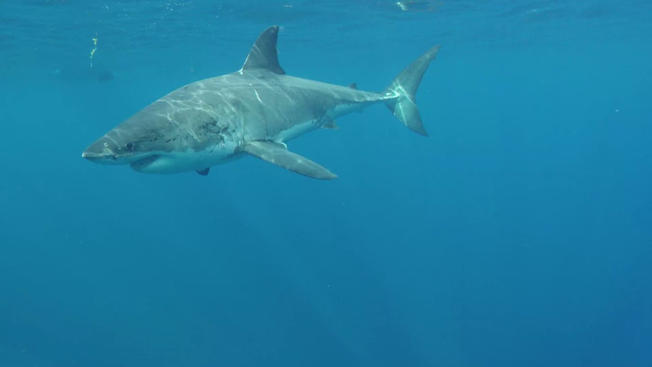 New Zealand Sees First Fatal Shark Attack in Eight Years as Teenager Mauled to Death by Great White