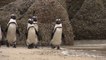 Swarm of bees kills 63 endangered penguins in South Africa