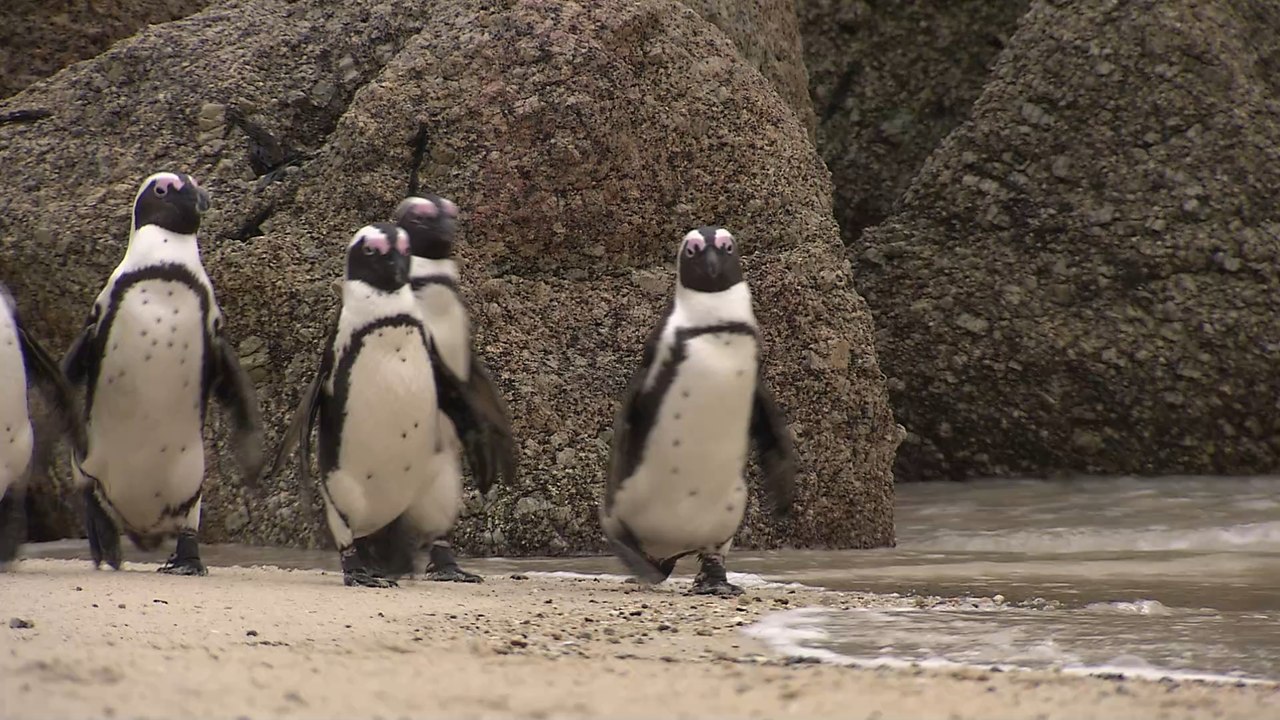 Swarm of bees kills 63 endangered penguins in South Africa