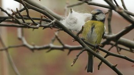 Never Throw Away Your Cat’s Fur! Here Is Weird Reason Why…