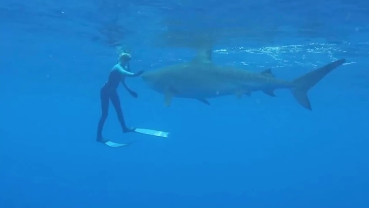 Man caught on camera wrestling shark with his bare hands