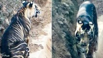 An ultra-rare black tiger in India was caught on camera for the first time