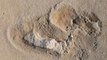 Oldest footprints of pre-humans discovered in Crete