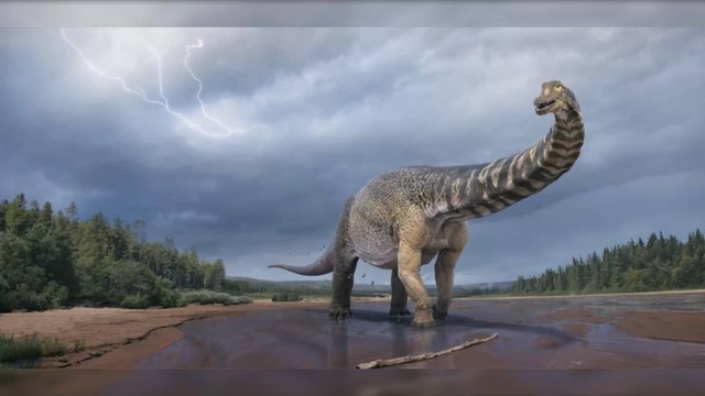 Meet Australotitan, the largest dinosaur ever unearthed in Australia