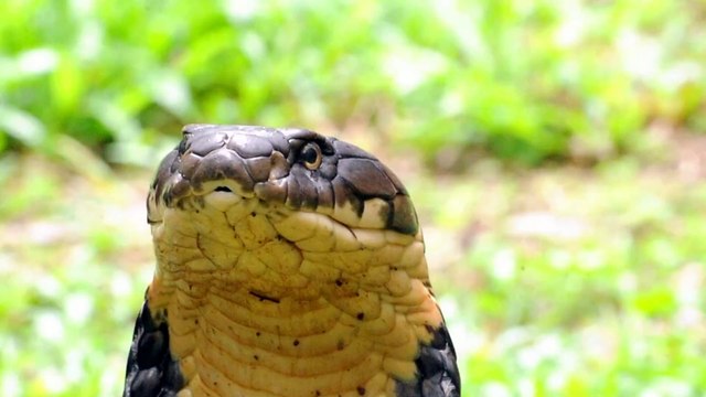 Indian man rented deadly cobra to kill his disabled wife and steal her property