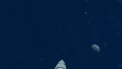 Train conductor finds small shark in the New York subway