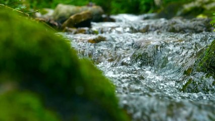 Hawaiian river that smells like beer, discovered to be ‘alcoholic’