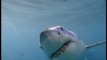 British man killed by great white shark in Australia