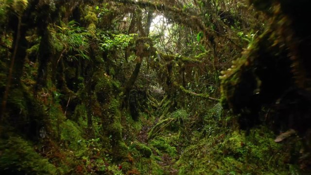 The Black-browed Babbler, a bird that has been extinct for 172 years, has recently reappeared