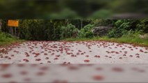 50 million crabs block roads as they migrate to the ocean to breed