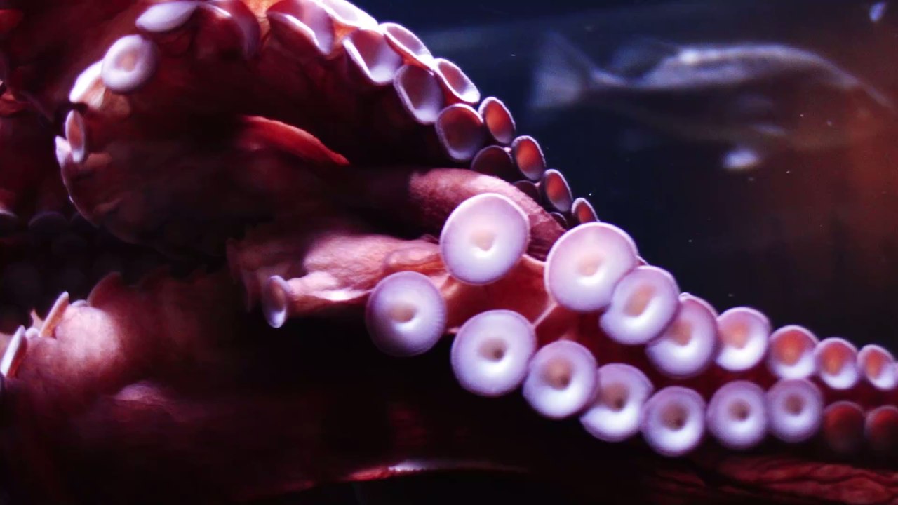 A rare 'glass octopus' has been discovered in the depths of the Pacific