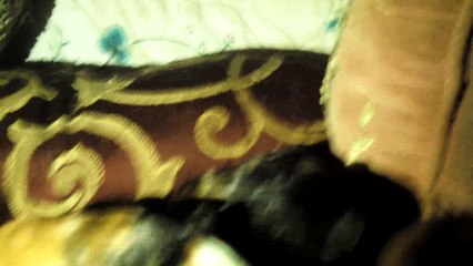 BABY CAVIA PORCELLUS DAVID CLOVER DAVID PIXIE DAVID 102_8075