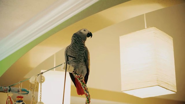 Five ‘naughty’ parrots have been separated for swearing in unison at zoo visitors