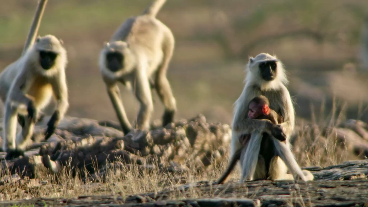 Troop of monkeys kills up to 250 dogs in revenge attacks
