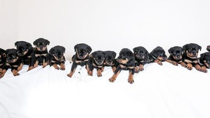 This Dog Gave Birth To A Record-Breaking Number Of Puppies