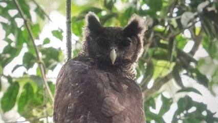 Giant owl not seen for 150 years, spotted in the wild