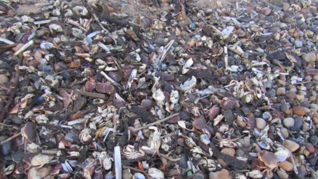 Alarm raised as thousands of dead sea creatures wash up on UK beach