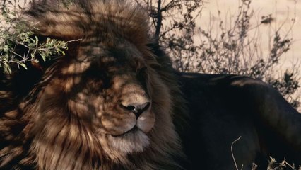 British photographer captures lion on hill of bones in South Africa