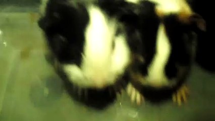 BABY CAVIA PORCELLUS DAVID CLOVER PIXIE 102_8088