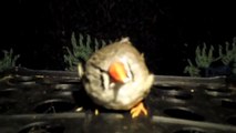 ZEBRA FINCH 102_8089