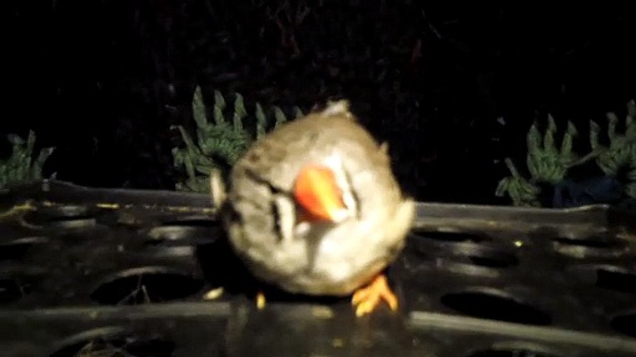 ZEBRA FINCH 102_8089