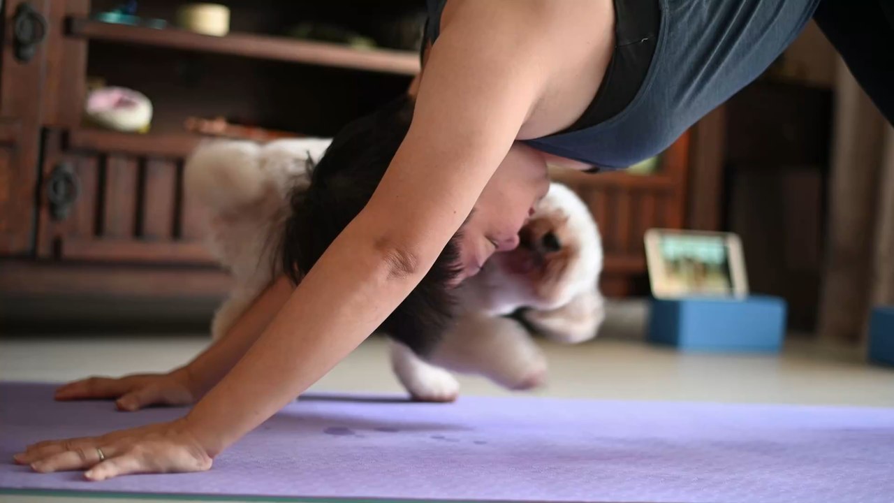 6 Essential nutrients your dog needs