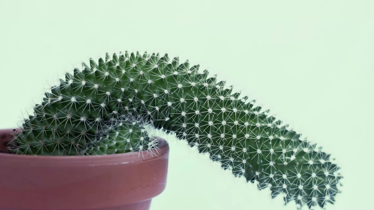 Vaping could lead to erectile dysfunction, study suggests