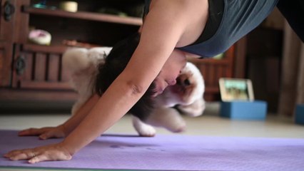 COVID: Authorities killed 12 dogs after their owners tested positive