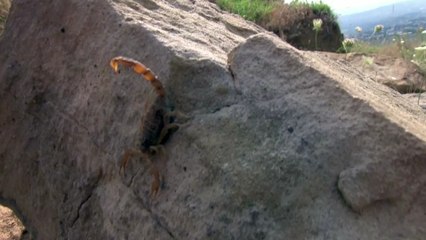 COVID-19: Scorpion venom could be the answer to variants, study finds