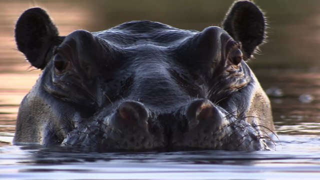 Hippos engage in poop throwing to ward off unfamiliar hippos