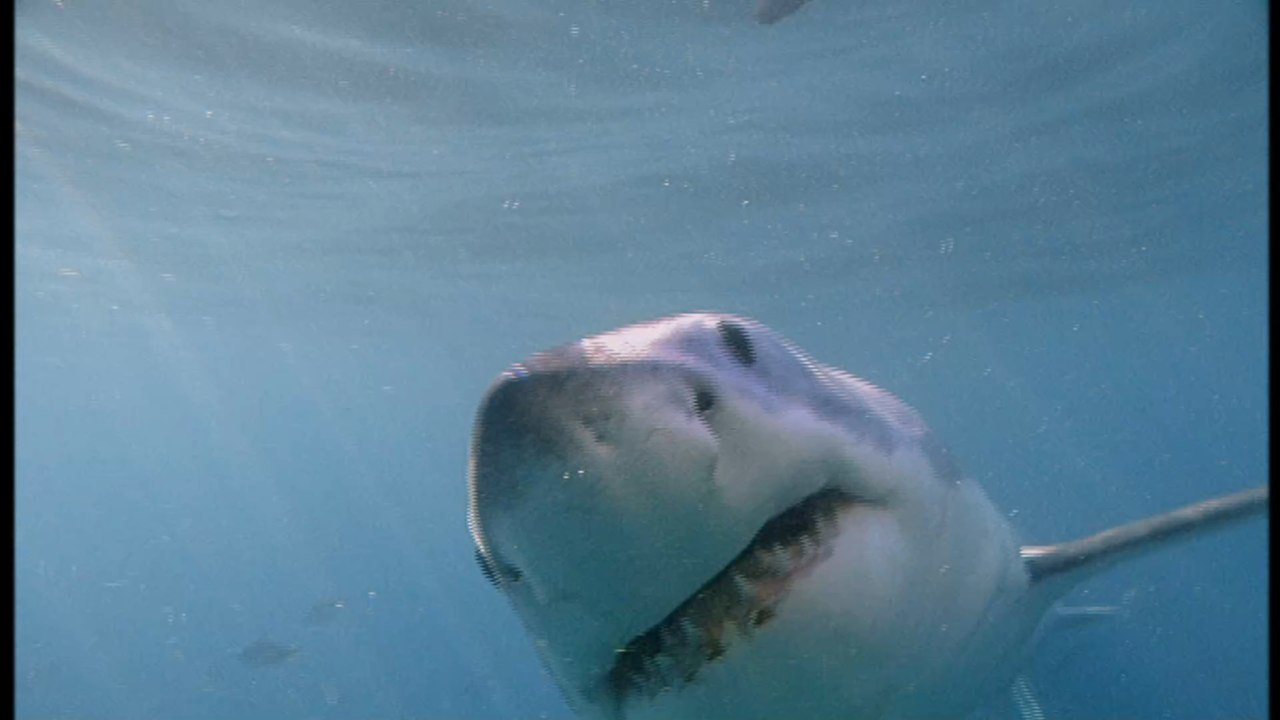World's most battered great white shark spotted