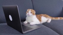 This is the reason your cat always sits on your keyboard