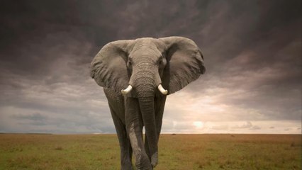 Angered elephant destroys tourists’ vehicle during a safari